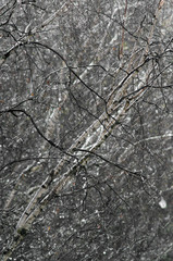 Spring tree branches with buds