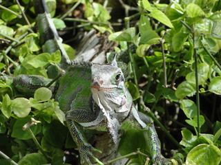 reptil