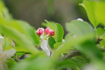 사과꽃이 피는 아름다운 봄풍경