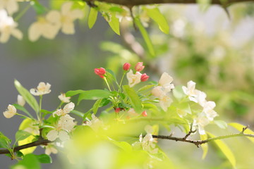 사과꽃이 피는 아름다운 봄풍경