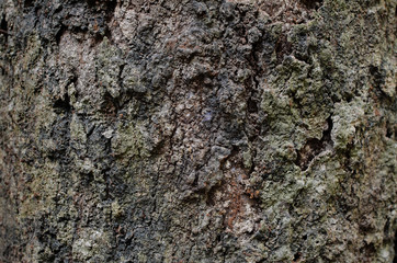 old tree texture as a background. abstract
