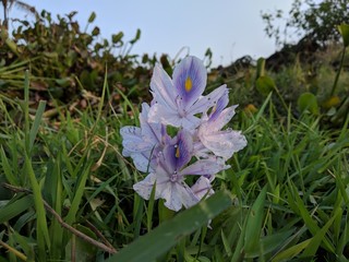 spring flowers in the grass