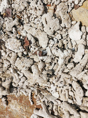 texture of dead coral laying by the sandy seaside
