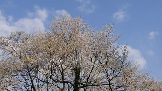 桜　日本