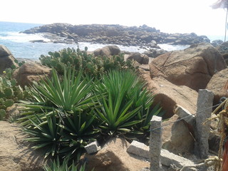 cactus on the beach