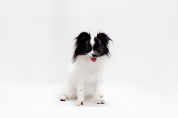 long haired chihuahua puppy on a white background