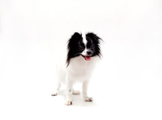 long haired chihuahua puppy on a white background