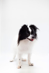 long haired chihuahua puppy on a white background