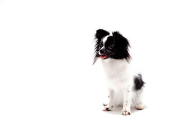 Obraz premium long haired chihuahua puppy on a white background
