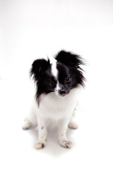 long haired chihuahua puppy on a white background