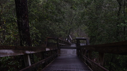 Fototapeta premium Stairs in the forest
