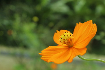 Beautiful nature and its different macro living forms 