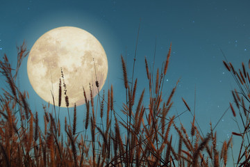 Beautiful nature fantasy - wild grass and full moon with star. Retro style with vintage color tone. Fall season, halloween and thanksgiving in night skies. autumn background concept. © jakkapan