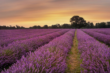 Fototapeta na wymiar Epic vibrant warm Summer sunset over epic lavender field landscape