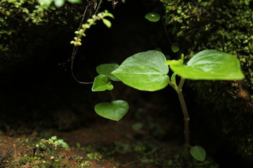 Beautiful nature and its different macro living forms 
