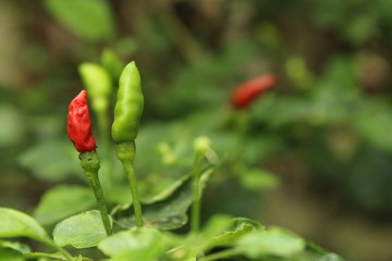 Beautiful nature and its different macro living forms 