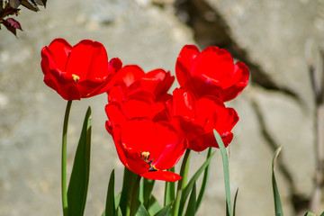 Beautiful spring flower in the garden, red colored tulips close-up, stamens, seasonal flora, close-up, springtime season

