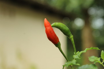 Beautiful nature and its different macro living forms 