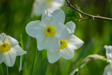 Bright Narcissus flowers in the garden, yellow spring flowers on a sunny day, thin green leaves