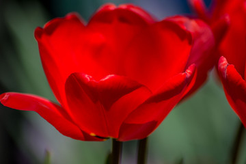 Beautiful spring flower in the garden, red colored tulips close-up, stamens, seasonal flora, close-up, springtime season

