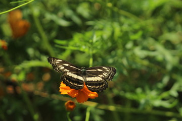 Beautiful nature and its different macro living forms 