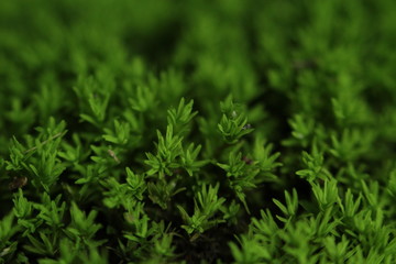 Beautiful nature and its different macro living forms 