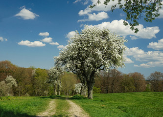 Obraz premium Blühende Bäume