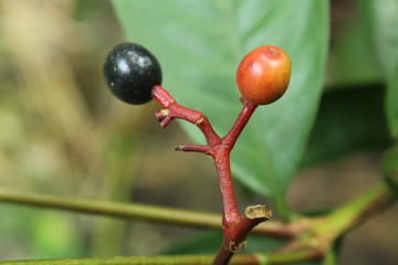 Beautiful nature and its different macro living forms 