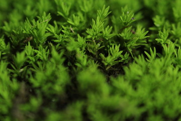 Beautiful nature and its different macro living forms 