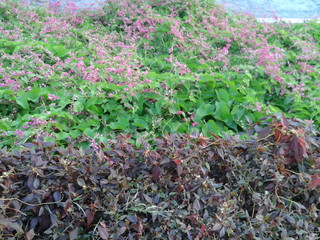field of flowers