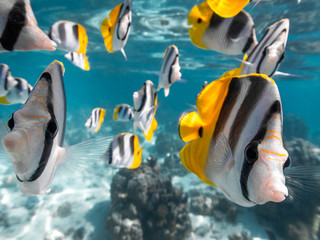 Poissons papillon  © No