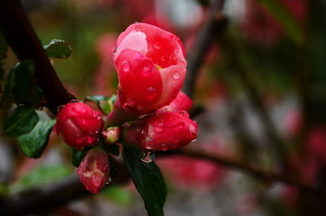 Flowers of henomeles with water drops in spring in the garden. Close-up