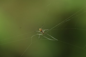 Beautiful nature and its different macro living forms 
