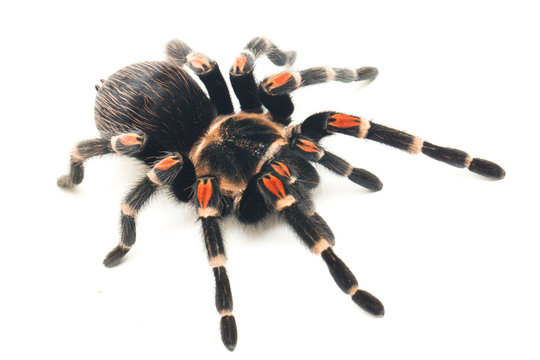 Brachypelma auratum ( Mexican flame knee) is a tarantula endemic to the regions of Guerrero and Michoacán in Mexico. isolated on white background