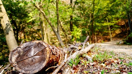森と丸太