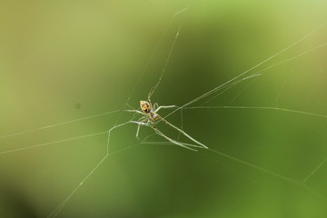 Beautiful nature and its different macro living forms 