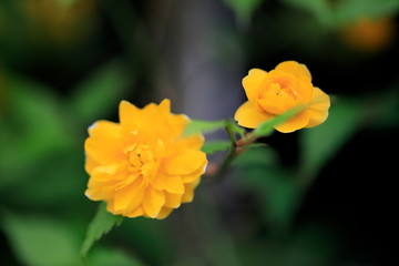 노란꽃이 아름다운 아름다운 봄풍경