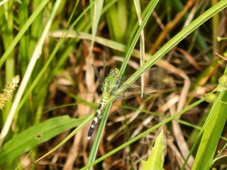 dragonfly on the grass