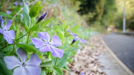花と道路