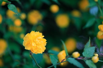 노란꽃이 아름다운 아름다운 봄풍경