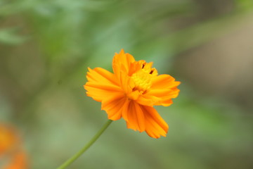 Beautiful nature and its different macro living forms 