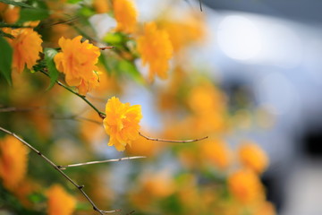 노란꽃이 아름다운 아름다운 봄풍경