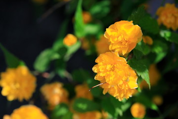 노란꽃이 아름다운 아름다운 봄풍경