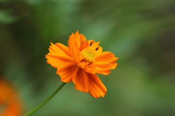 Beautiful nature and its different macro living forms 