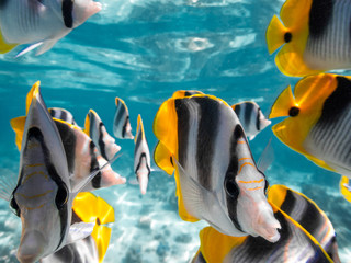 Poissons papillon