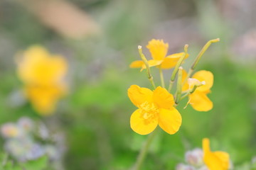 노란꽃이 아름다운 아름다운 봄풍경