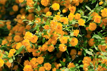 노란꽃이 아름다운 아름다운 봄풍경