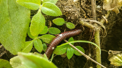 Millipede