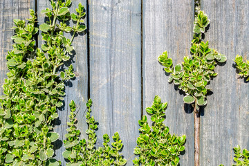 Natural background. Old wooden fence and young twigs of a plant with green leaves. Place for text.