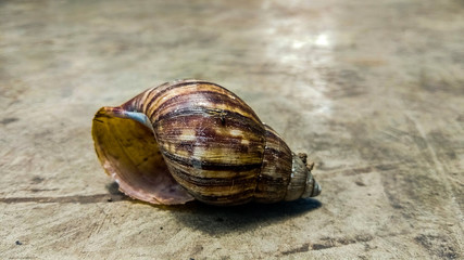 Snail's Shell